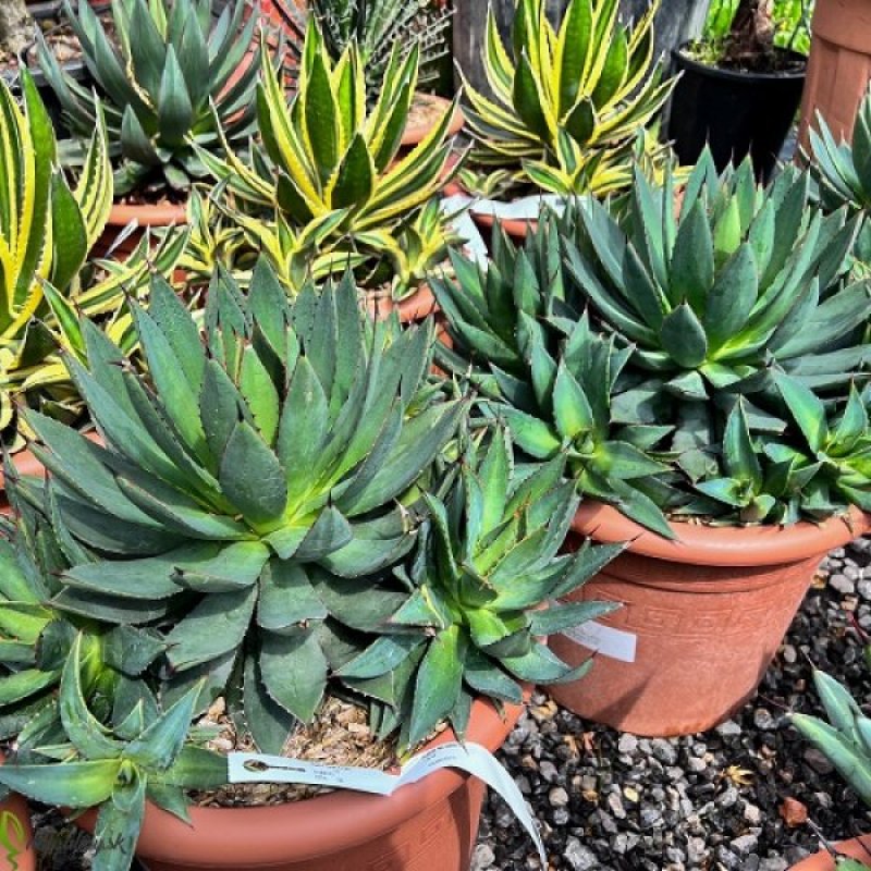 Agáve ´MULTIFILIFERA´ kont. C12L, priemer ružice 20-40cm, (-9°C) 